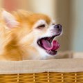 先住犬が威嚇する…嫉…