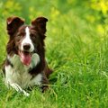 犬が草の中でする『…