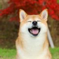 愛犬家は人よりも犬…