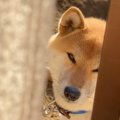 カーテン開けたら「おはようございます！」天使みたいな柴犬くんが話題♡