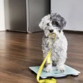 犬が生活習慣病にな…