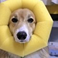 似合う？浮き輪を頭…