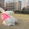 愛犬が震える原因と…