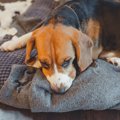 犬が誤飲したときに…