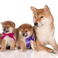 柴犬の種類まとめ！…