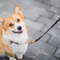 犬の散歩には危険が…
