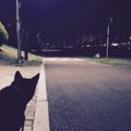 犬の『夜のお散歩』…