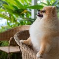 愛犬家にも嬉しい設…