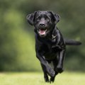 犬は『人間の病気』…