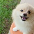 犬がご機嫌なときに…