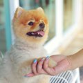 愛犬が指示なしで『…