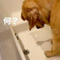 お風呂に入る大型犬→…