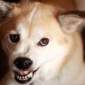 犬によく怒られてし…