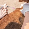 アフリカで狂犬病撲…