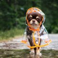 犬が『雨の中のお散…