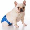 犬のサニタリーパン…