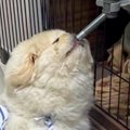 犬が水を飲もうとし…