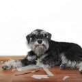 犬が部屋を荒らす！3…