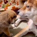 母犬に寝かしつけさ…