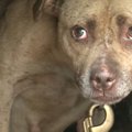 20分の奇跡！逮捕者も出た違法闘犬場で極度におびえていた犬が…