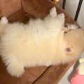 生後3ヶ月の赤ちゃん…