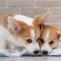 愛犬の行動にイライ…