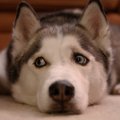 犬にNGな『間違った…