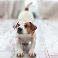 犬は飼い主に『表情…