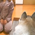 ハスキー犬が『1週間…