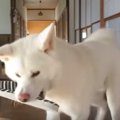 もしも飼い主が倒れ…