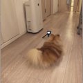 お出迎えシーンを激…