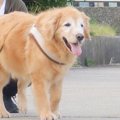 『大型犬のほっこり…