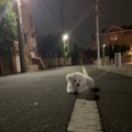 「歩くと言ってまし…
