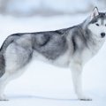 美しい犬種３選！そ…