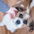 英国で犬に咬まれて…