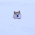 大雪が降った空港で…