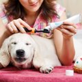 犬に安全な歯磨き粉おすすめ７選！選び方や使い方 磨き方まで