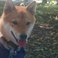 犬の家庭内での順位…