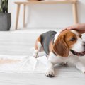 犬の『おしっこの色…