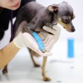 犬が『関節』を痛が…