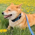 タンポポ畑で休憩す…