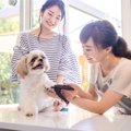 犬がトリミングを断…