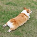 プリケツな犬種4選