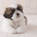 年間アクセス数ラン…