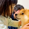 ３歳の女の子が『柴…