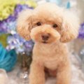 無償の愛がそこにあ…