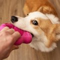 愛犬があなたを『か…