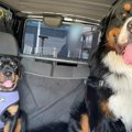 先輩犬の『半分以下…