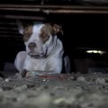 引っ越す飼い主に置…