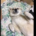 『野犬』から生まれ…